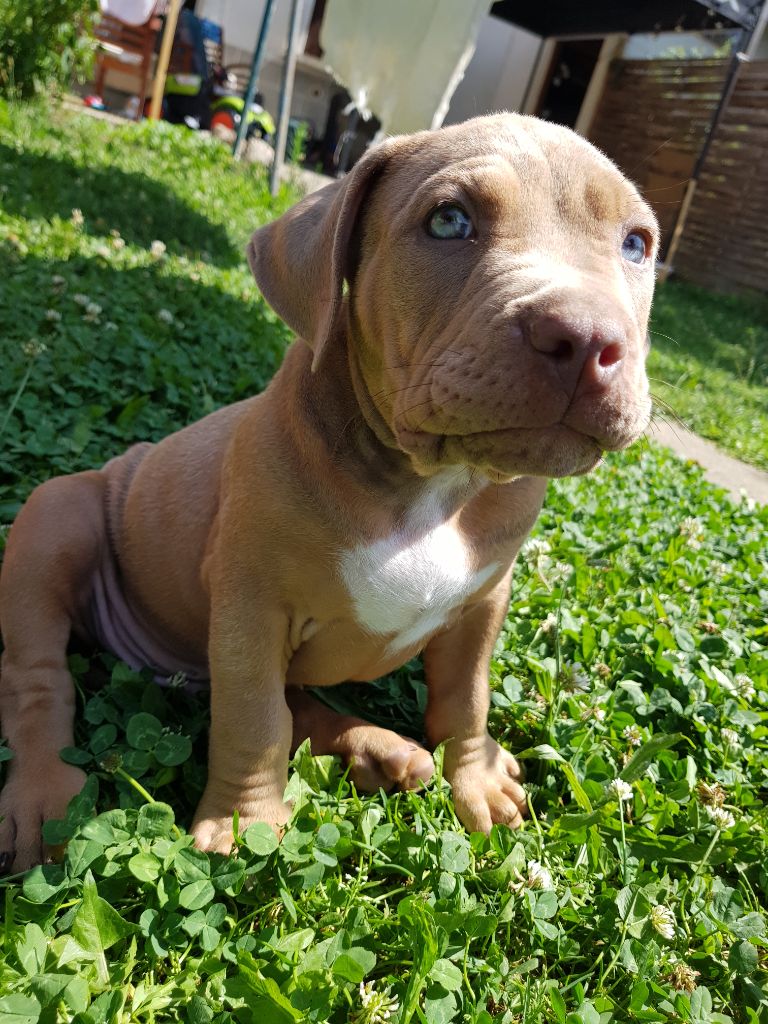 chiots bully américains fauve