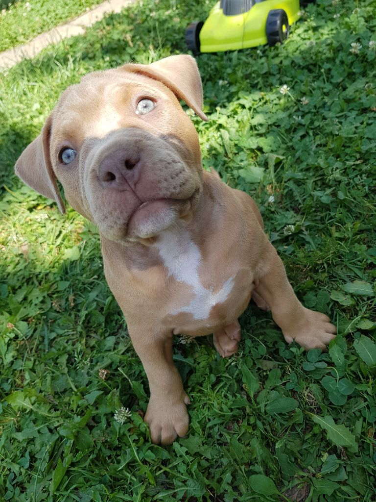 chiots bully américains fauve